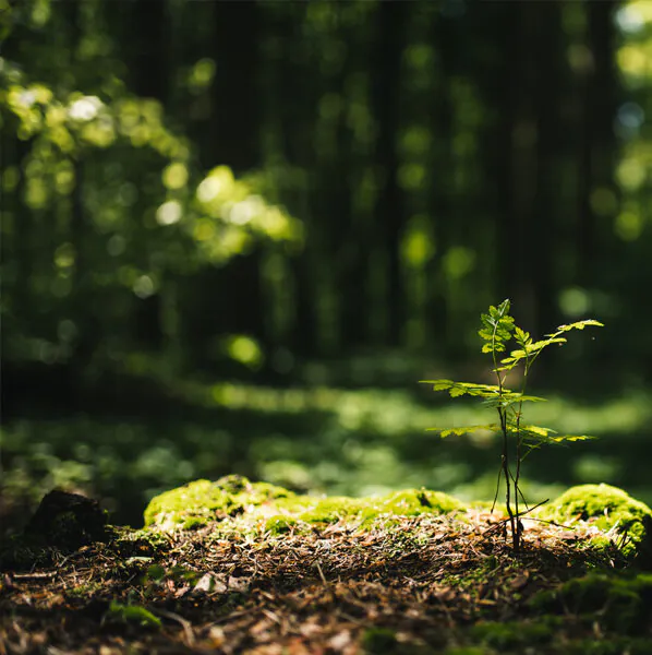 Waldluftbaden – Ruhe und Entschleunigung im Wald