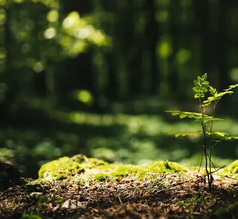 Waldluftbaden – Ruhe und Entschleunigung im Wald