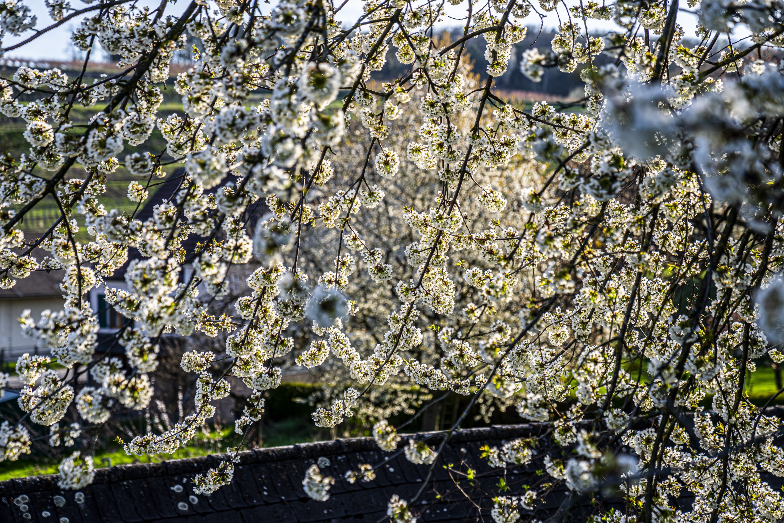 Ferienbetreuung im FrühlingsNaturcamp 2026