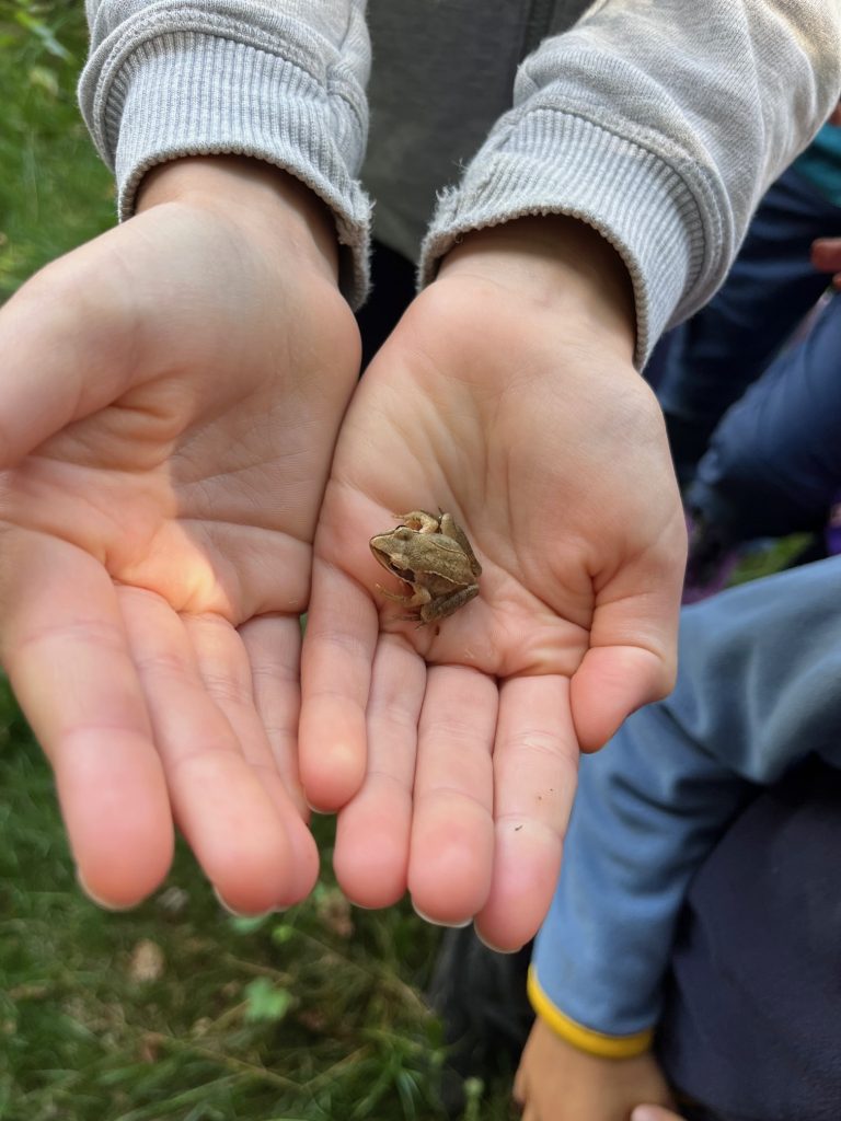 Kind hält einen kleinen Frosch behutsam in den Händen – Naturcamp Garten4Kids in Steffis Naturgarten